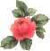Coral Rose