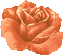 Orange Rose