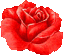 Red Rose