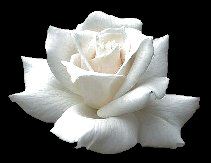White Rose